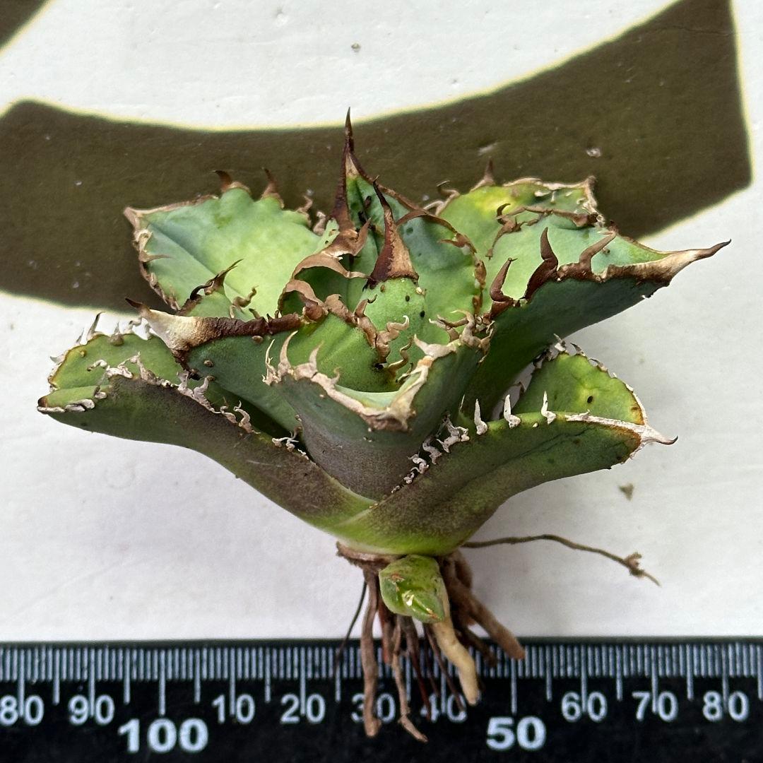 514 【上澳園芸】アガベ チタノタ shangao-007 風魔 裏棘 表棘