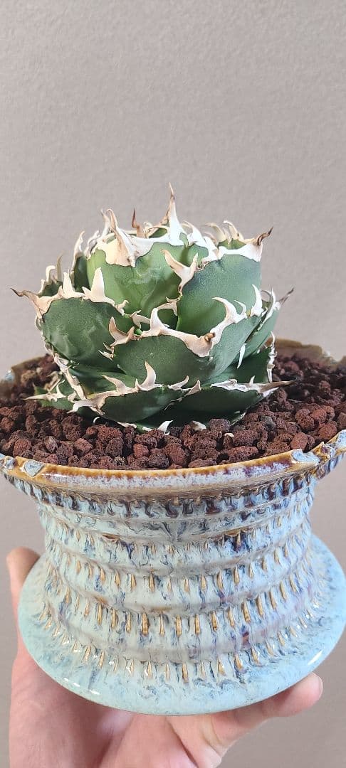 アガベ チタノタ 金鯨 子株