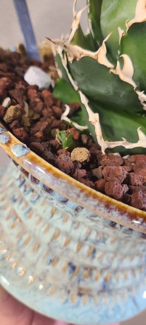 アガベ チタノタ 金鯨 子株