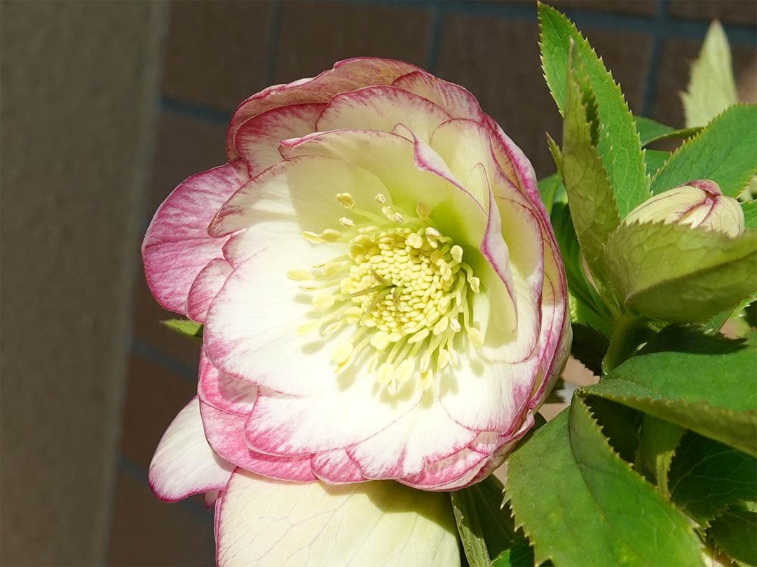 クリスマスローズ dd レッドエンジェル系 グロス 整形花