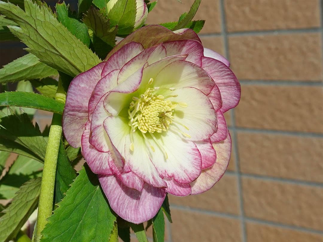 クリスマスローズ dd レッドエンジェル系 グロス 整形花