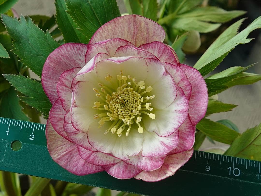 クリスマスローズ dd レッドエンジェル系 グロス 整形花