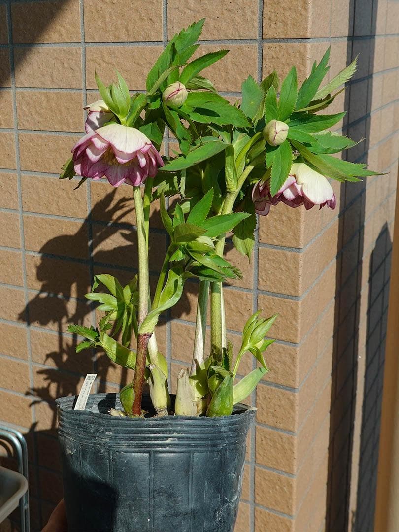 クリスマスローズ dd レッドエンジェル系 グロス 整形花