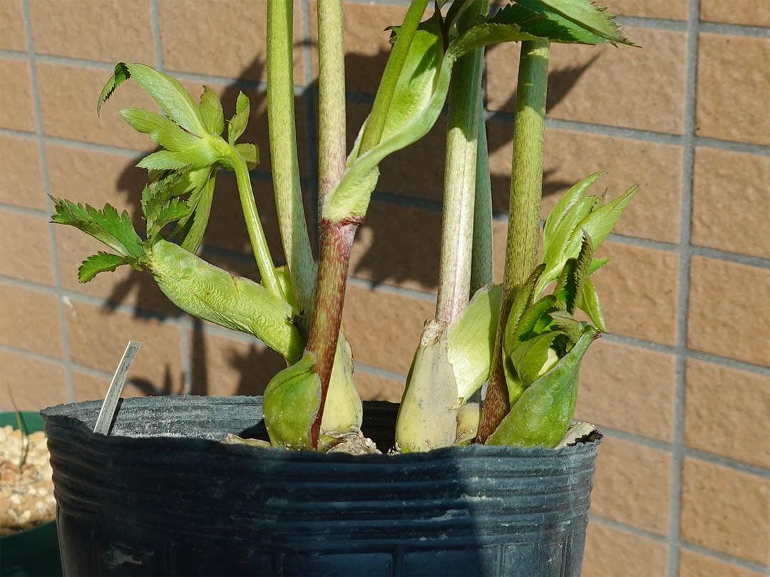 クリスマスローズ dd レッドエンジェル系 グロス 整形花