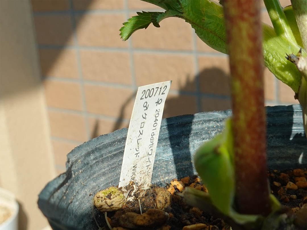 クリスマスローズ dd レッドエンジェル系 グロス 整形花