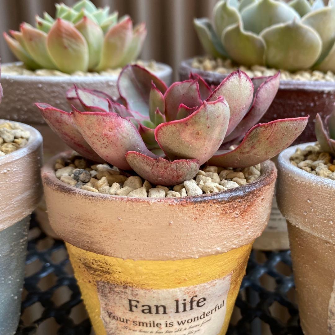 No.374  リメイク鉢　リメ鉢　植木鉢　多肉植物