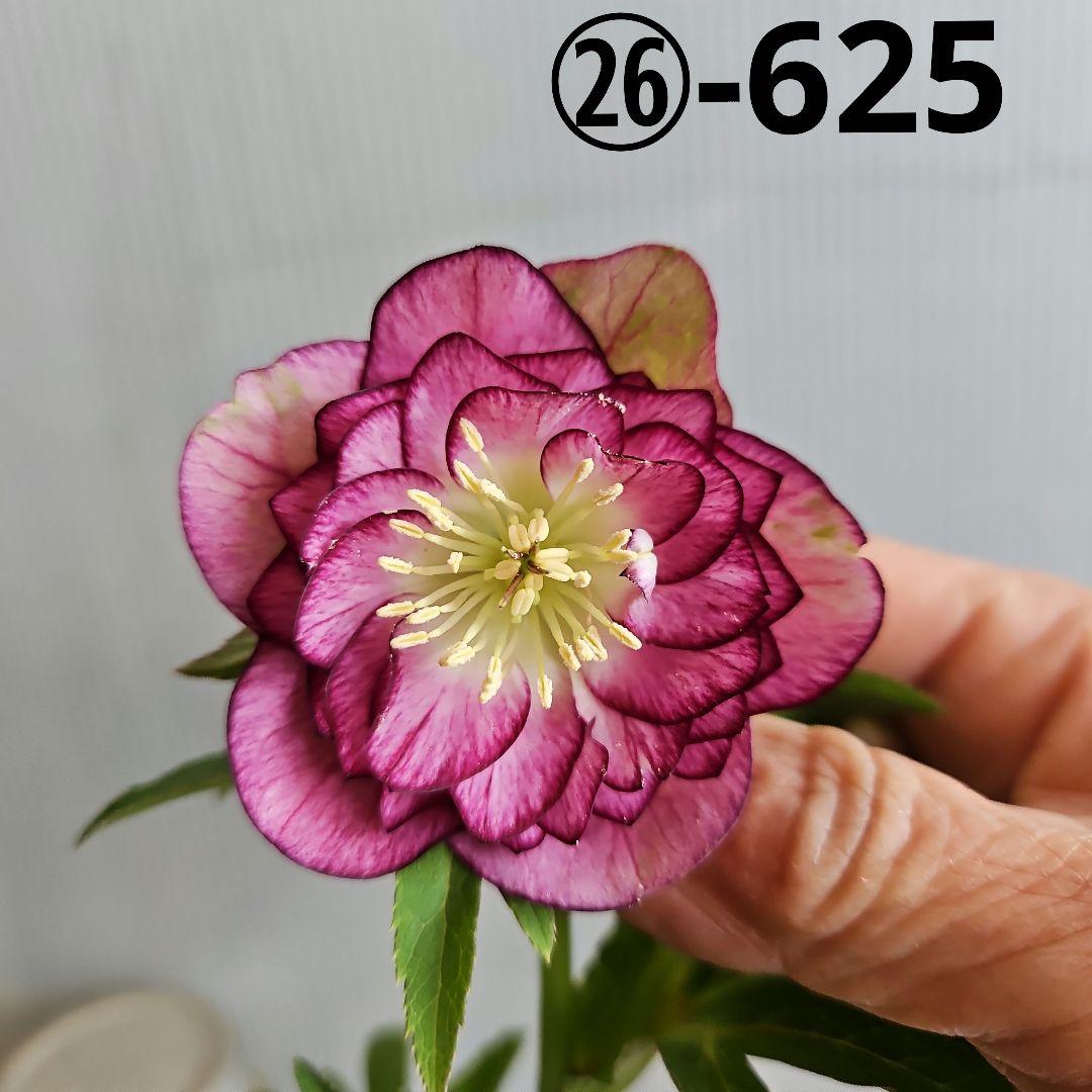 ㉖-625クリスマスローズ