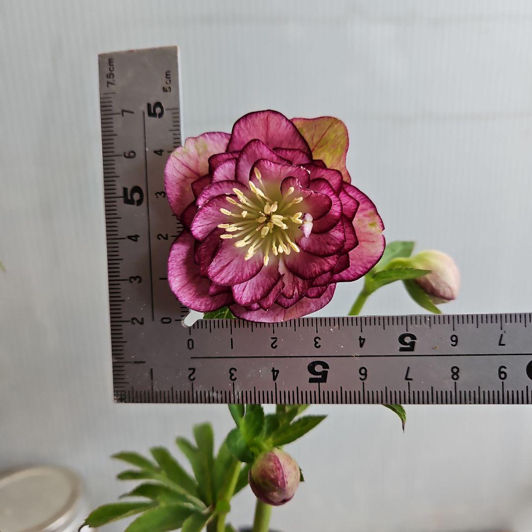 ㉖-625クリスマスローズ