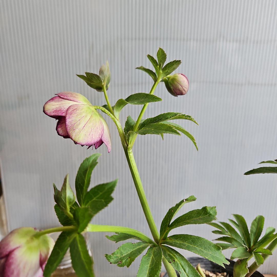 ㉖-625クリスマスローズ