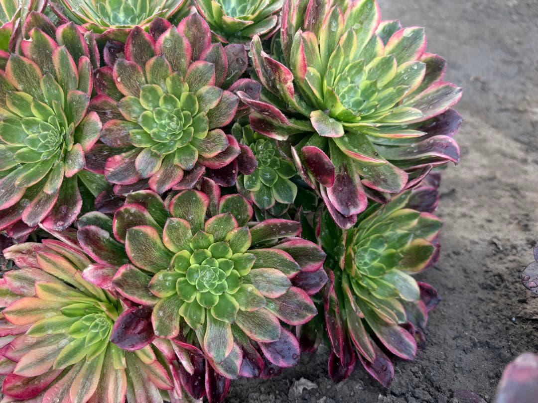 アエオニウム　朝霞錦