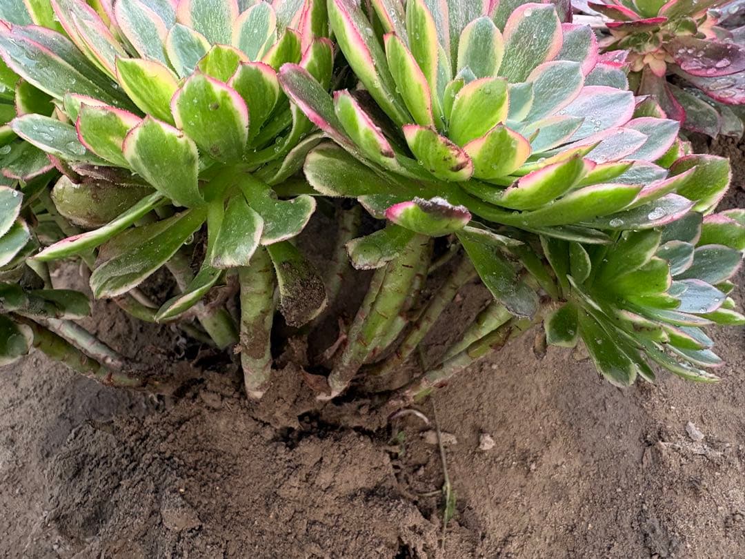 アエオニウム　朝霞錦