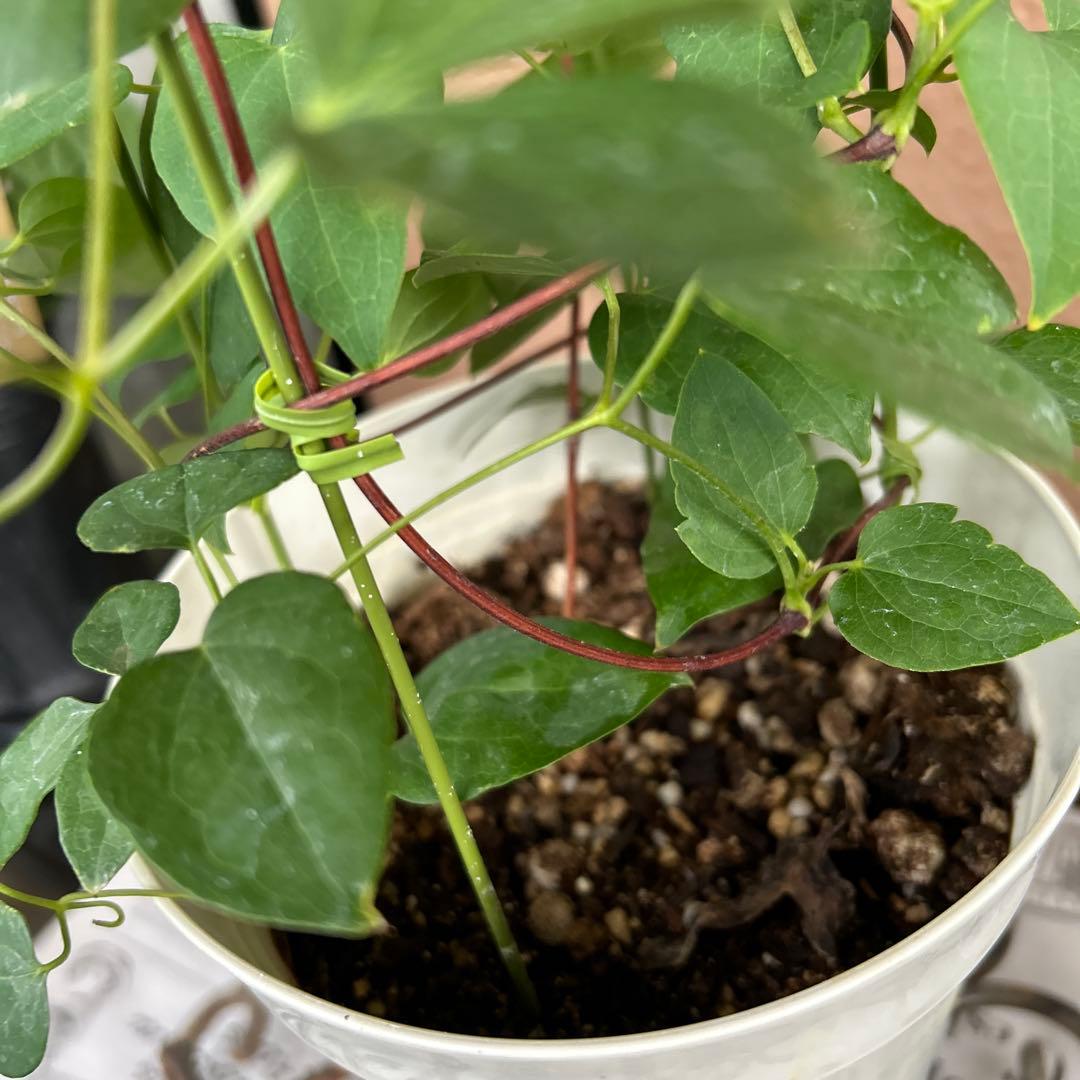 【チューリップ咲き】クレマチス　ジョンソン　5号鉢苗《8/2》