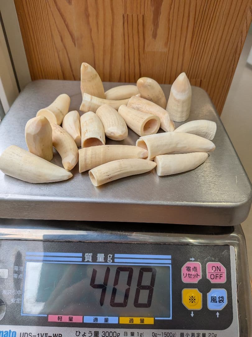 マッコウ鯨歯　本物　小さい歯