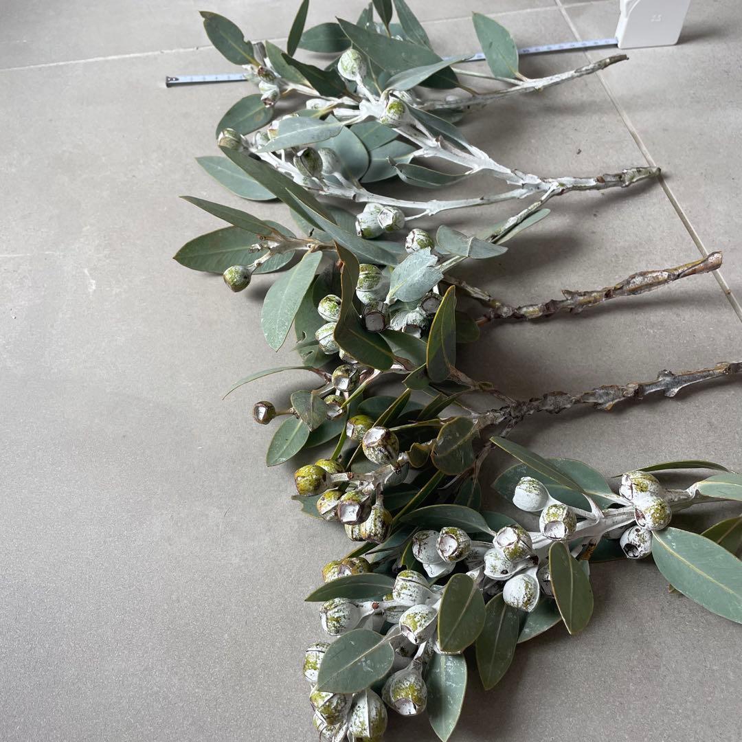 2.テトラゴナナッツ　フレッシュ生花　ユーカリ