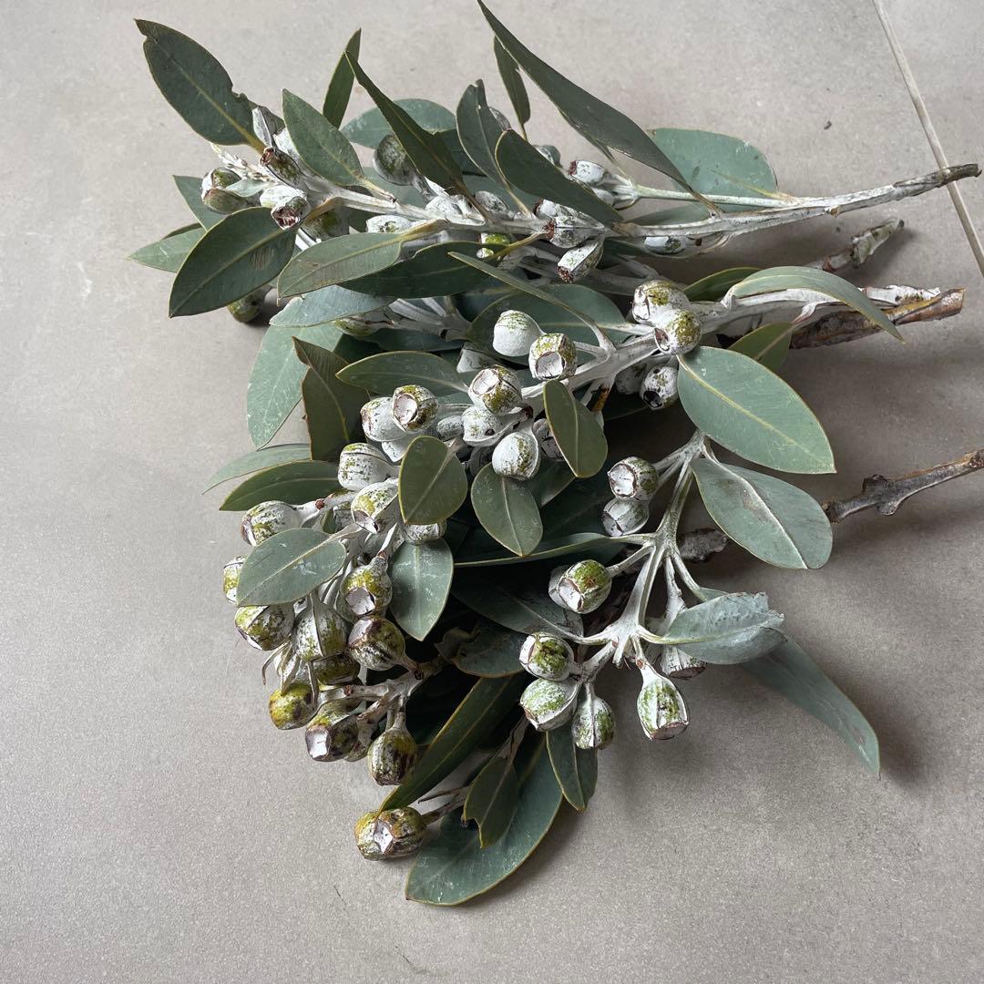 2.テトラゴナナッツ　フレッシュ生花　ユーカリ