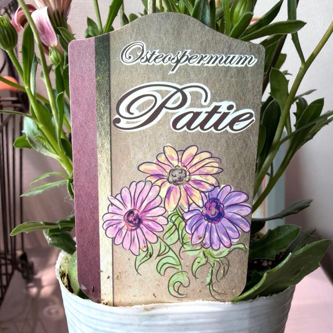 なな様　確認用　オステオスペルマム　パティエ新色