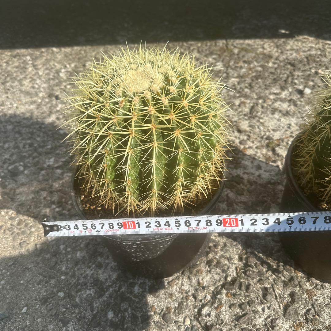 【300】円スタート　サボテン 金鯱2個セット 黒鉢