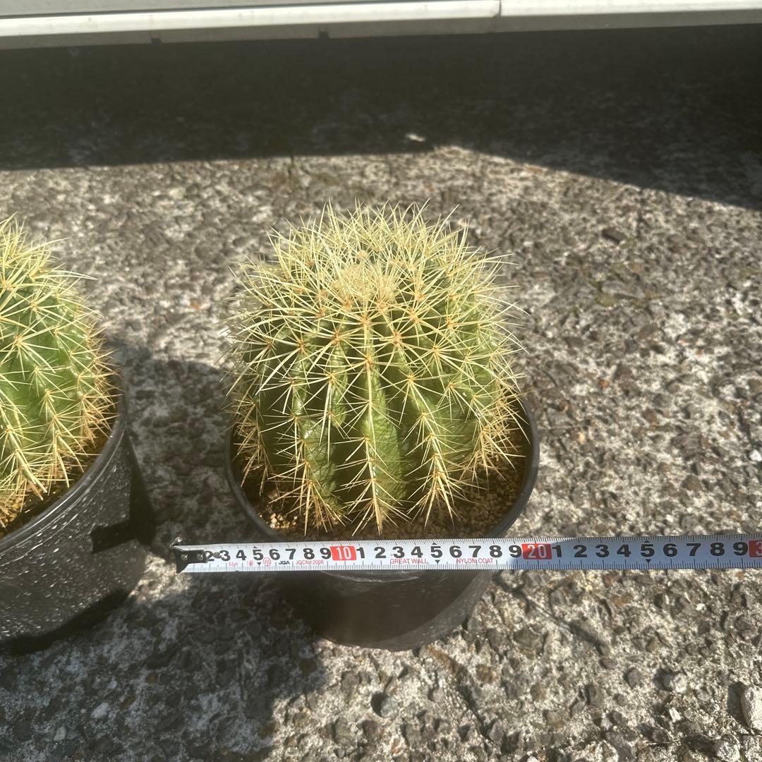 【300】円スタート　サボテン 金鯱2個セット 黒鉢