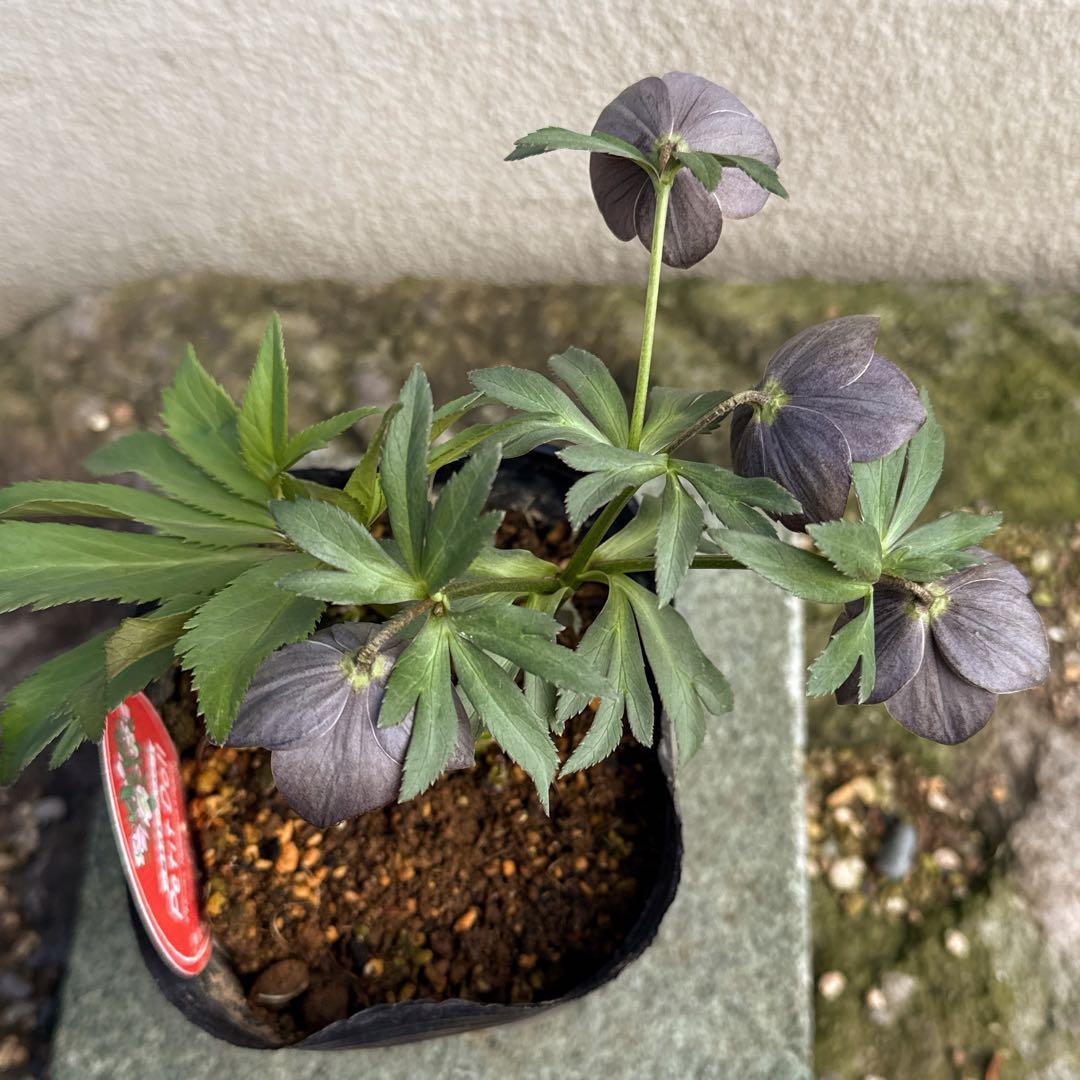 発送お任せ❣️■プチドール■原種交配径？クリスマスローズ