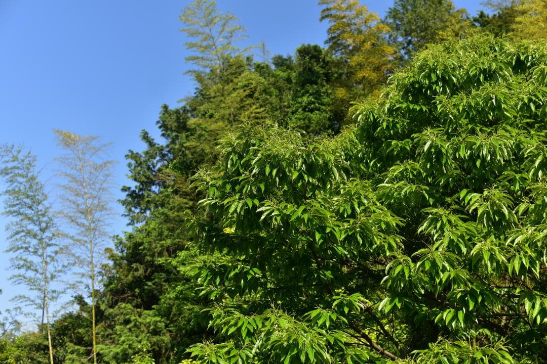 【美品】Nikon AF-S NIKKOR 50mm F1.4G