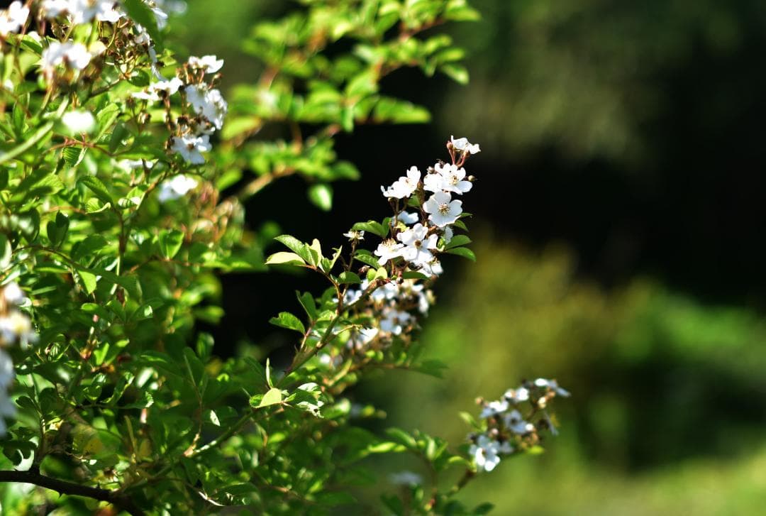 【美品】Nikon AF-S NIKKOR 50mm F1.4G