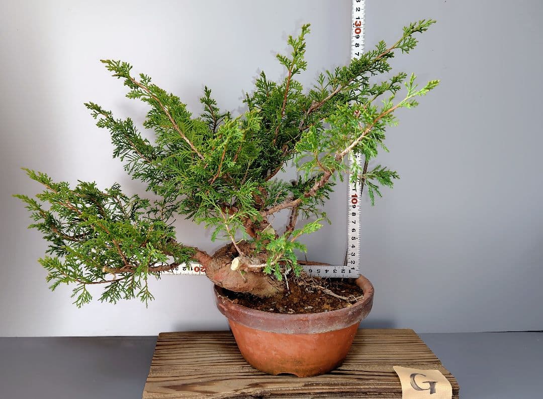 糸魚川真柏　素材　G327