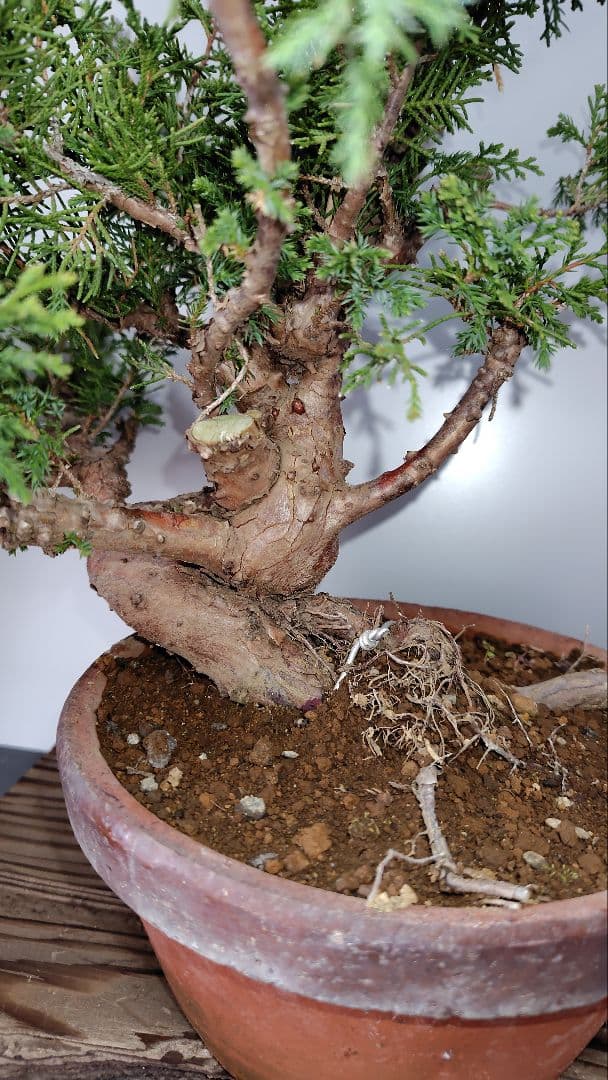 糸魚川真柏　素材　G327