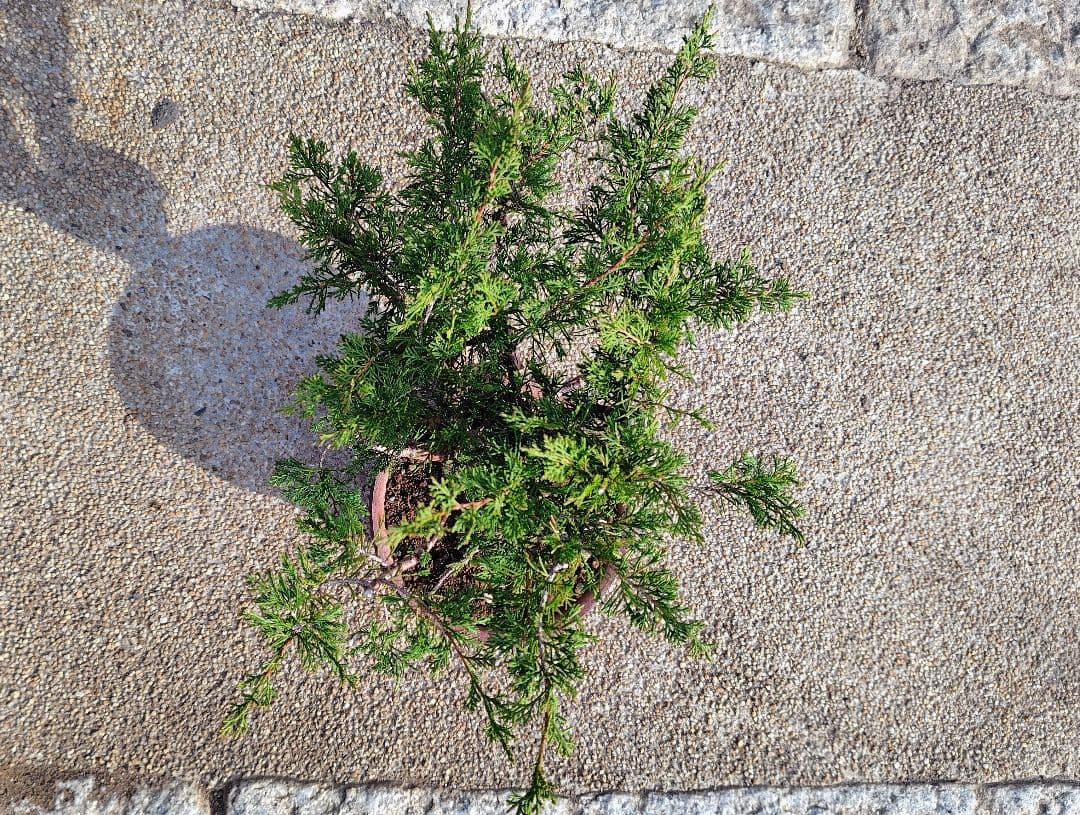 糸魚川真柏　素材　G327