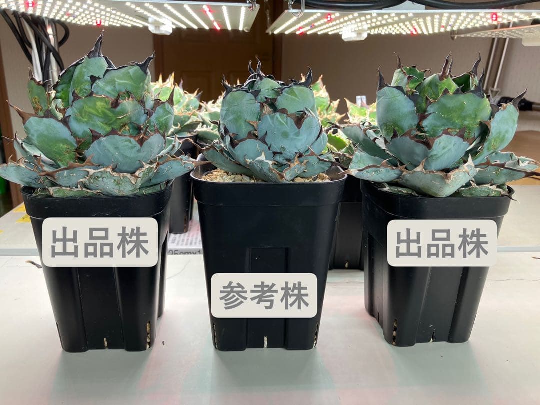 アガベ　チタノタ　ブラックアンドブルー　ボールタイプ　大株　鉢のまま発送