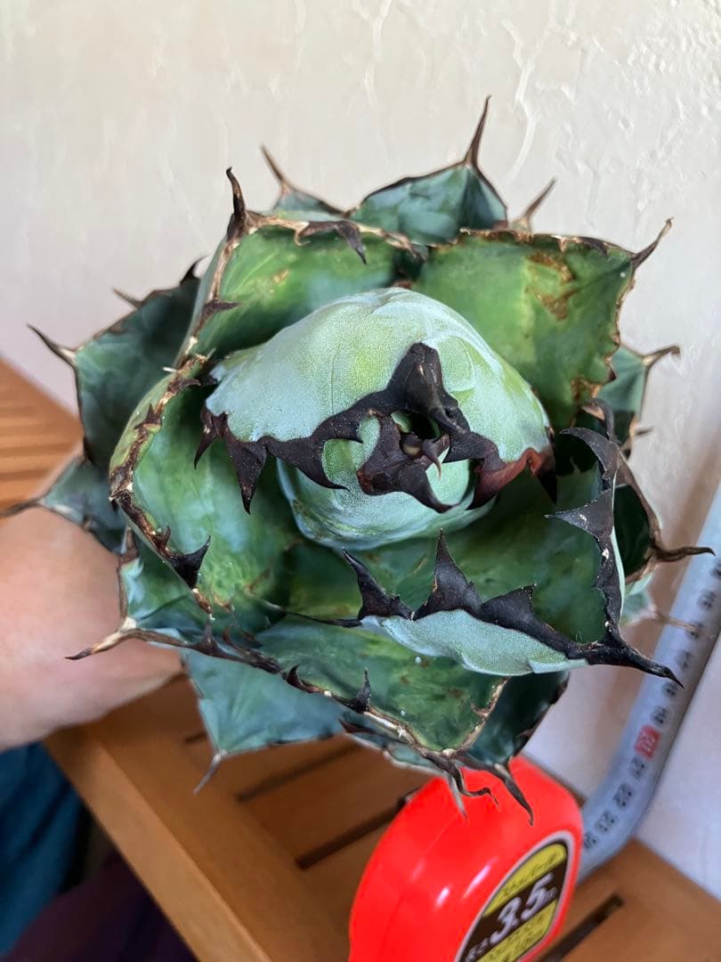 アガベ　チタノタ　ブラックアンドブルー　ボールタイプ　大株　鉢のまま発送