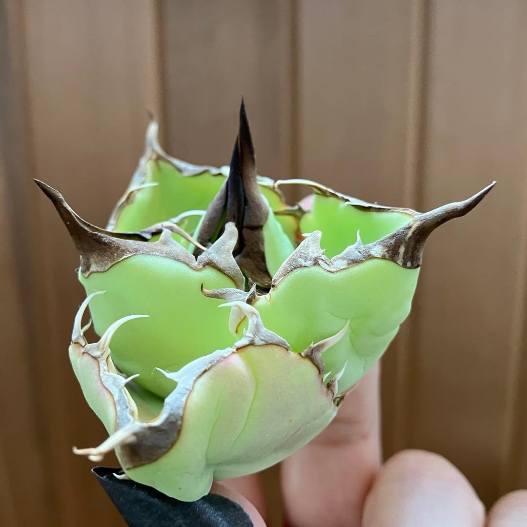 【週末オークション】匿名配送　胴切り天 reza産　アガベ　アングリーハート