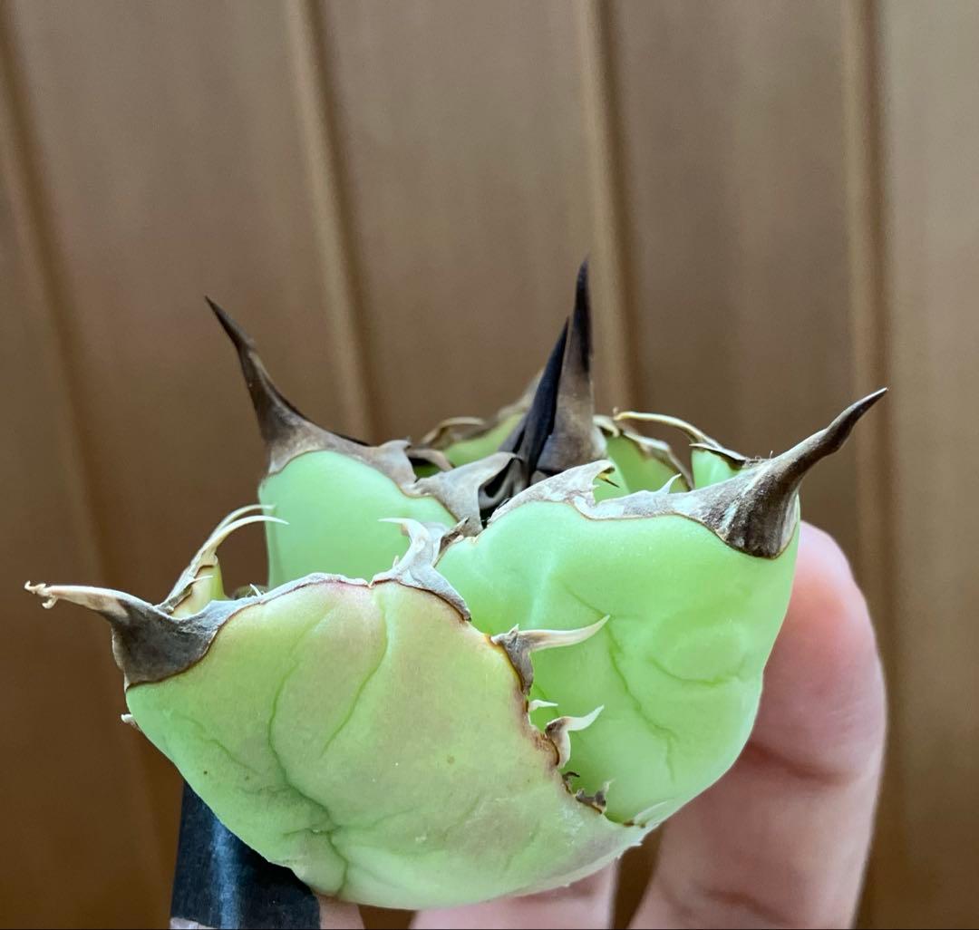 【週末オークション】匿名配送　胴切り天 reza産　アガベ　アングリーハート