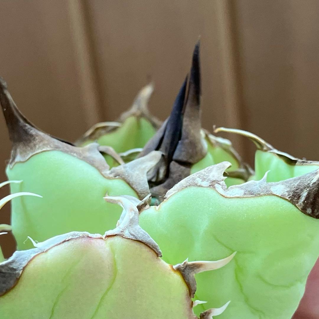 【週末オークション】匿名配送　胴切り天 reza産　アガベ　アングリーハート