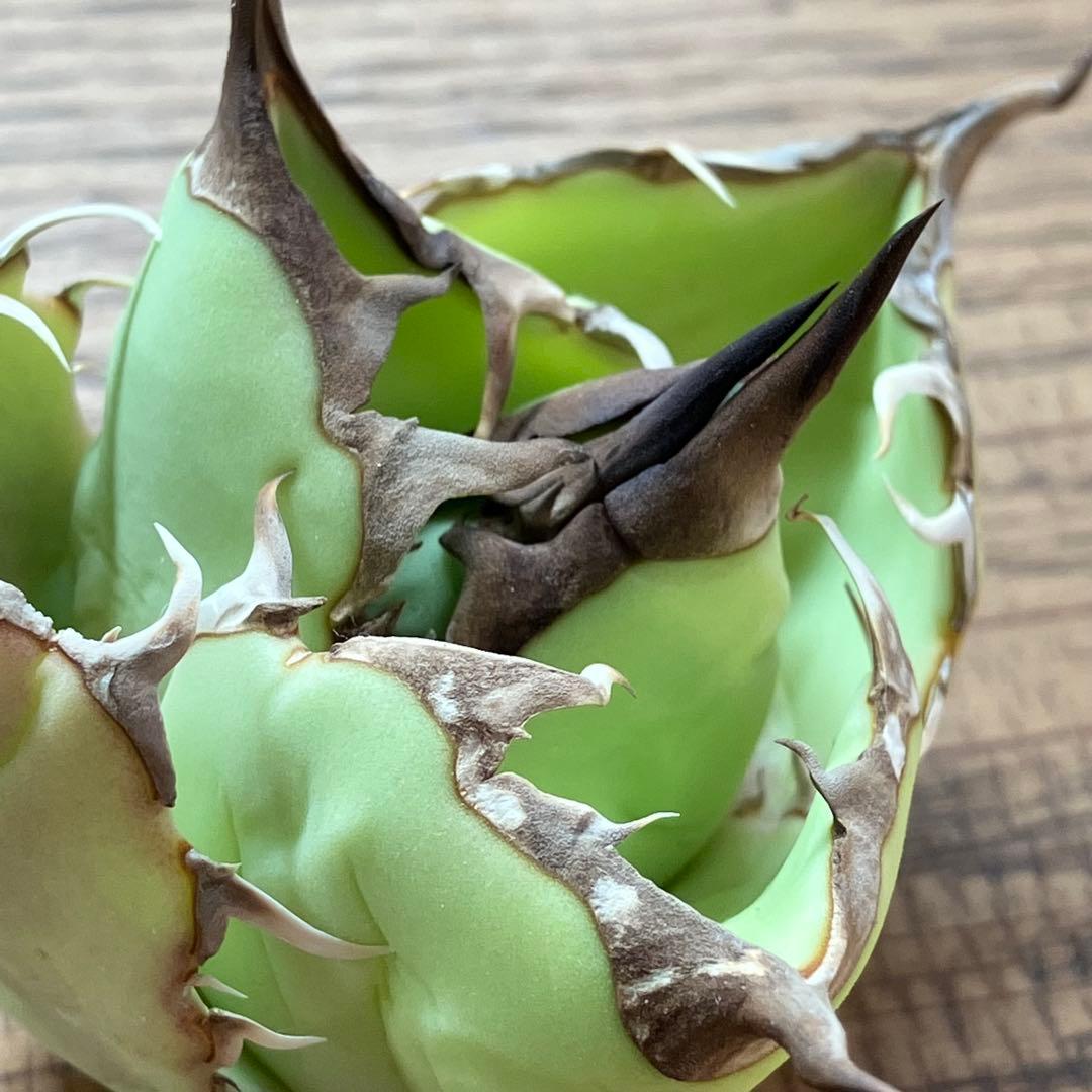 【週末オークション】匿名配送　胴切り天 reza産　アガベ　アングリーハート