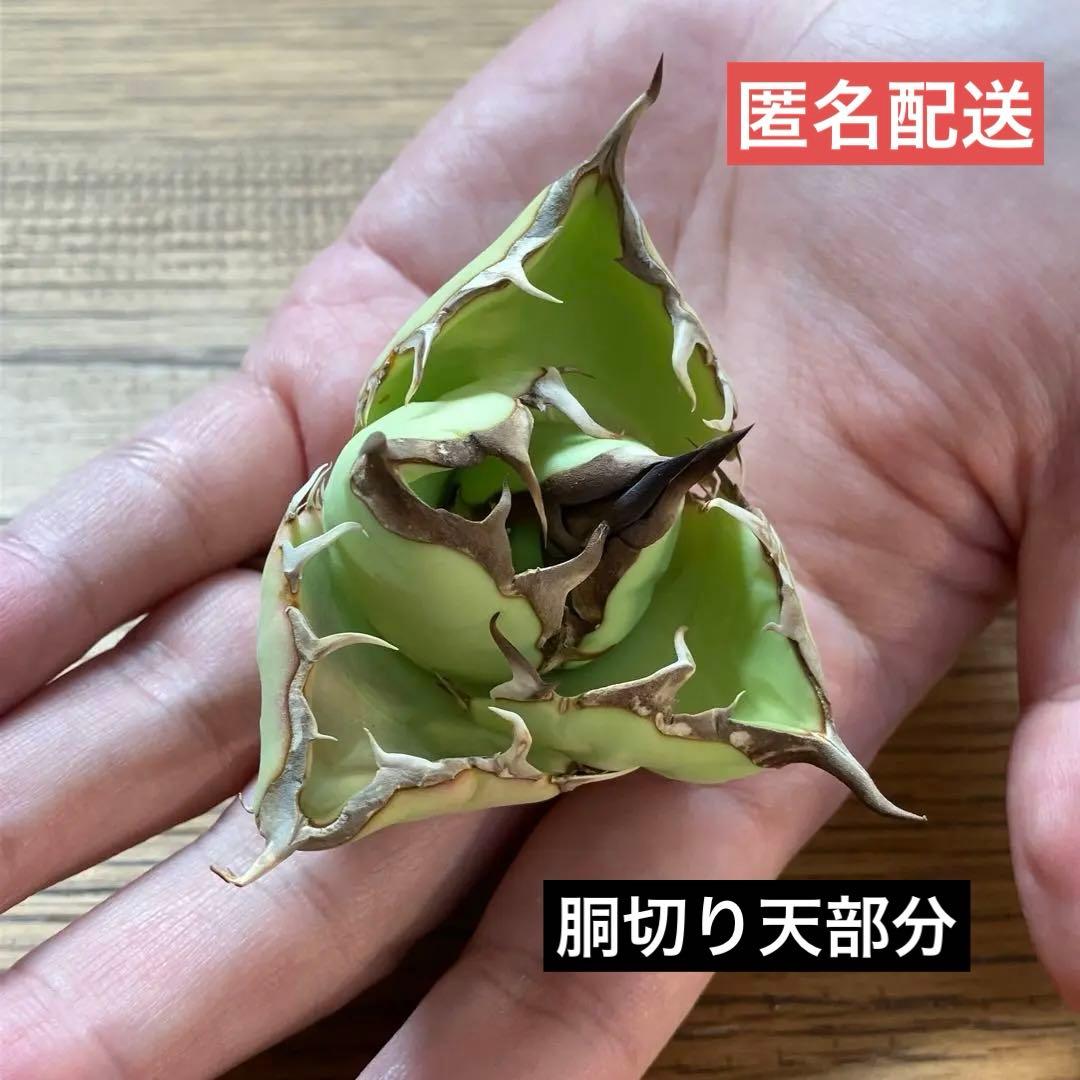【週末オークション】匿名配送　胴切り天 reza産　アガベ　アングリーハート