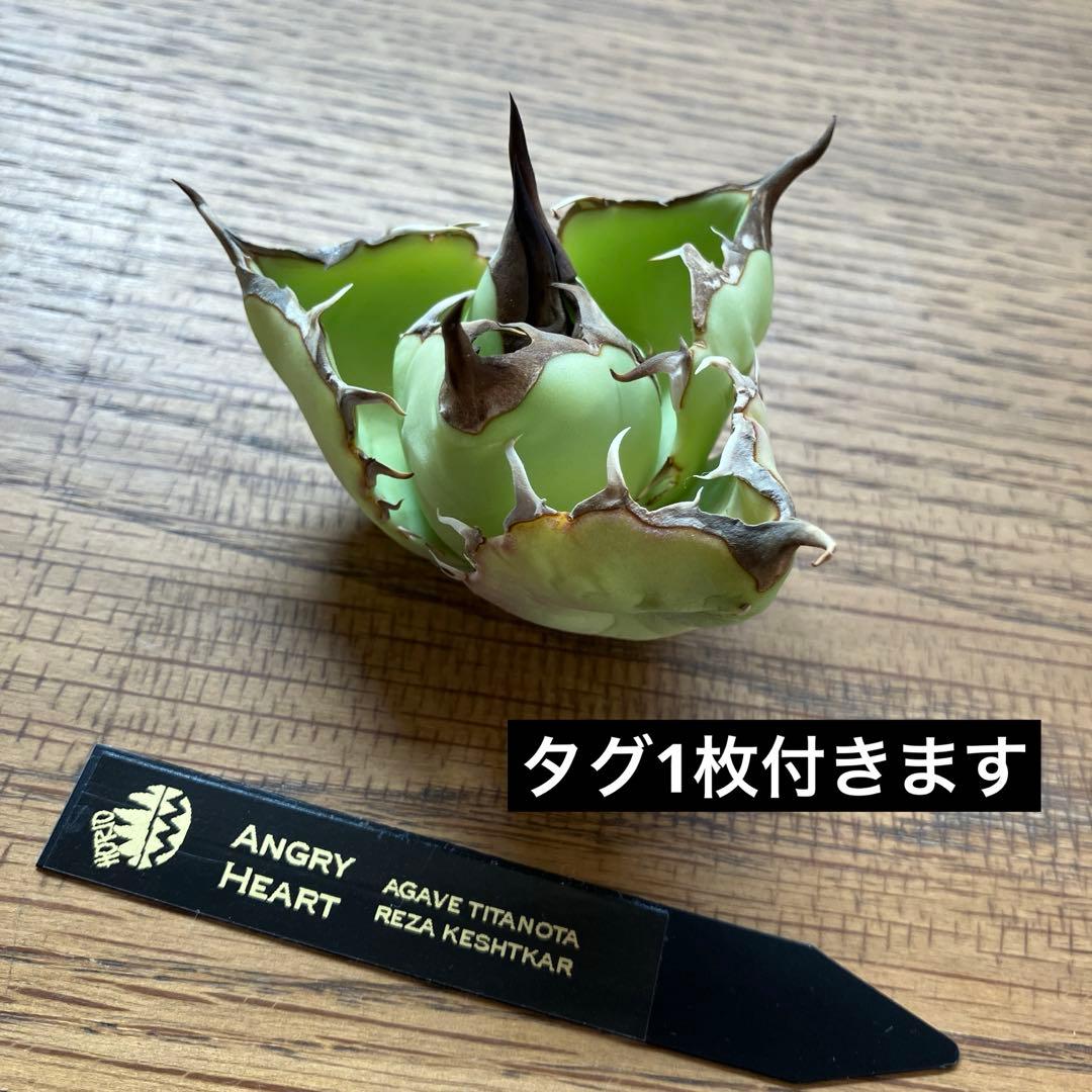 【週末オークション】匿名配送　胴切り天 reza産　アガベ　アングリーハート