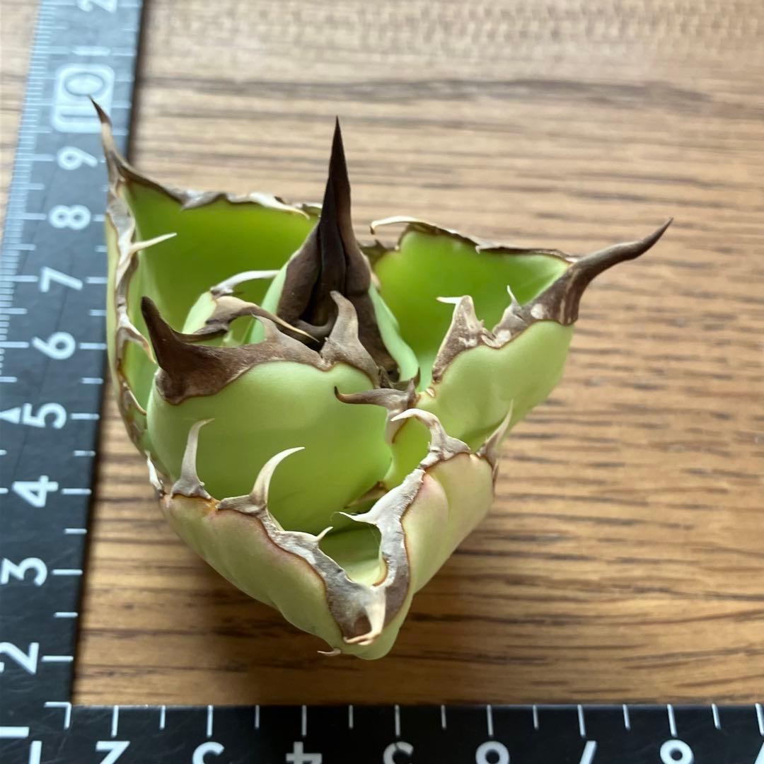 【週末オークション】匿名配送　胴切り天 reza産　アガベ　アングリーハート