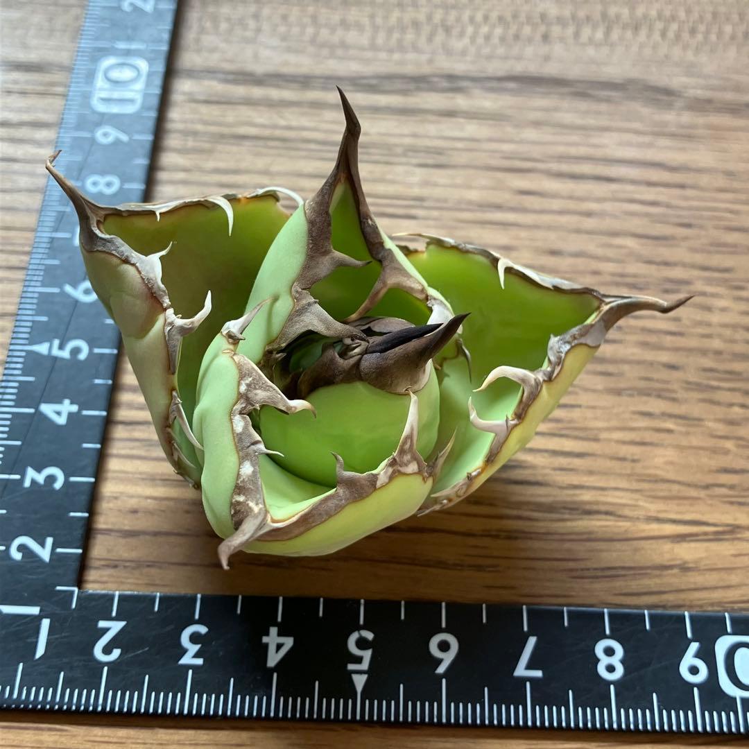 【週末オークション】匿名配送　胴切り天 reza産　アガベ　アングリーハート