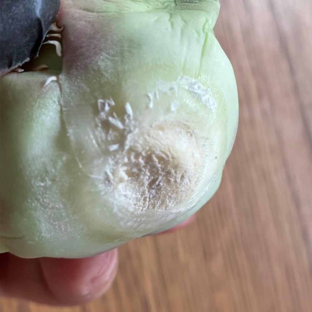 【週末オークション】匿名配送　胴切り天 reza産　アガベ　アングリーハート