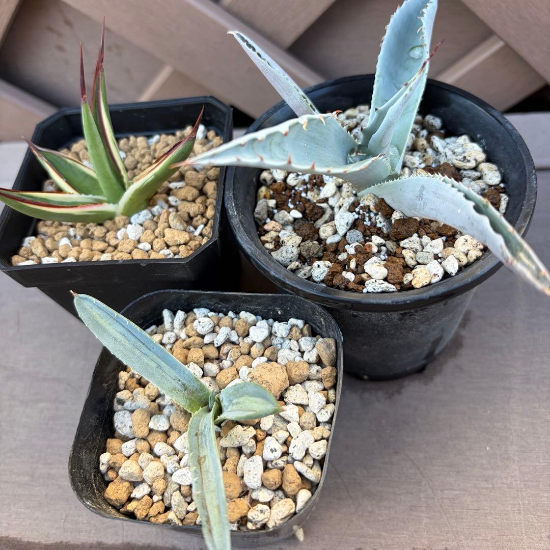 アガベ　オバティフォリア　フロスティブルー　スノーグロー　エクスパンサー　セット