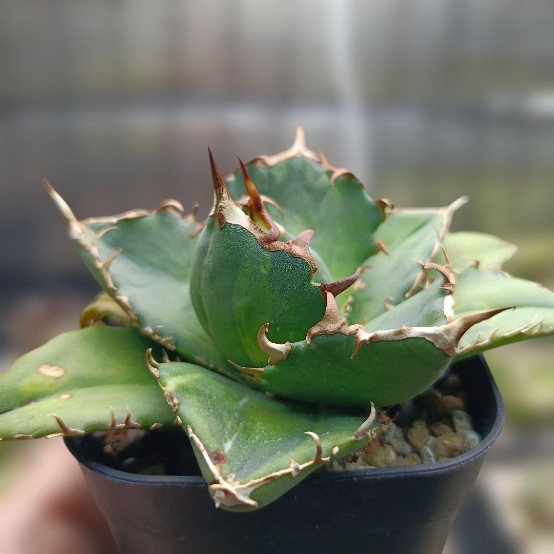 アガベ　チタノタ　白鯨　白鯨錦　西瓜斑　④