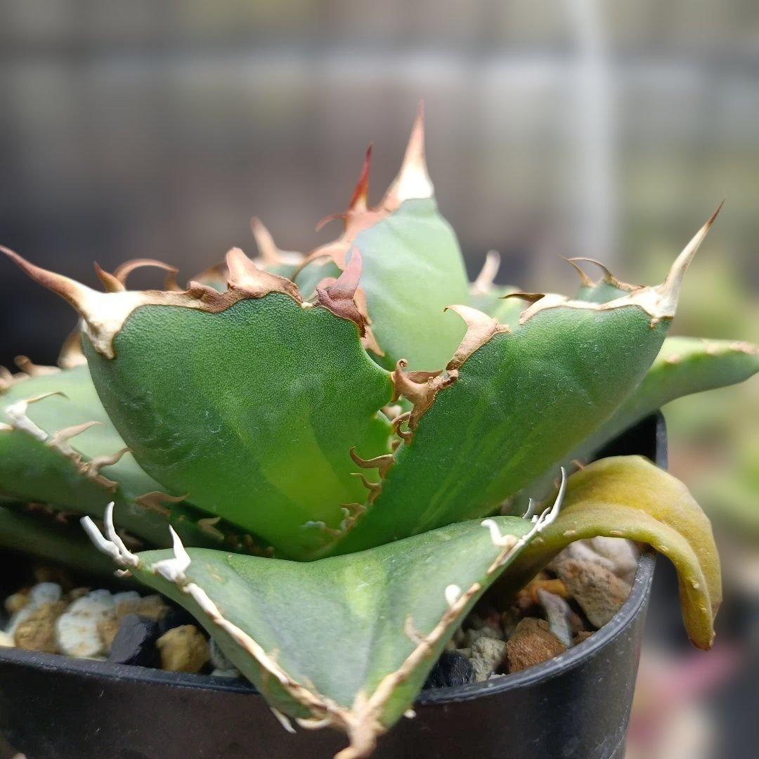 アガベ　チタノタ　白鯨　白鯨錦　西瓜斑　④