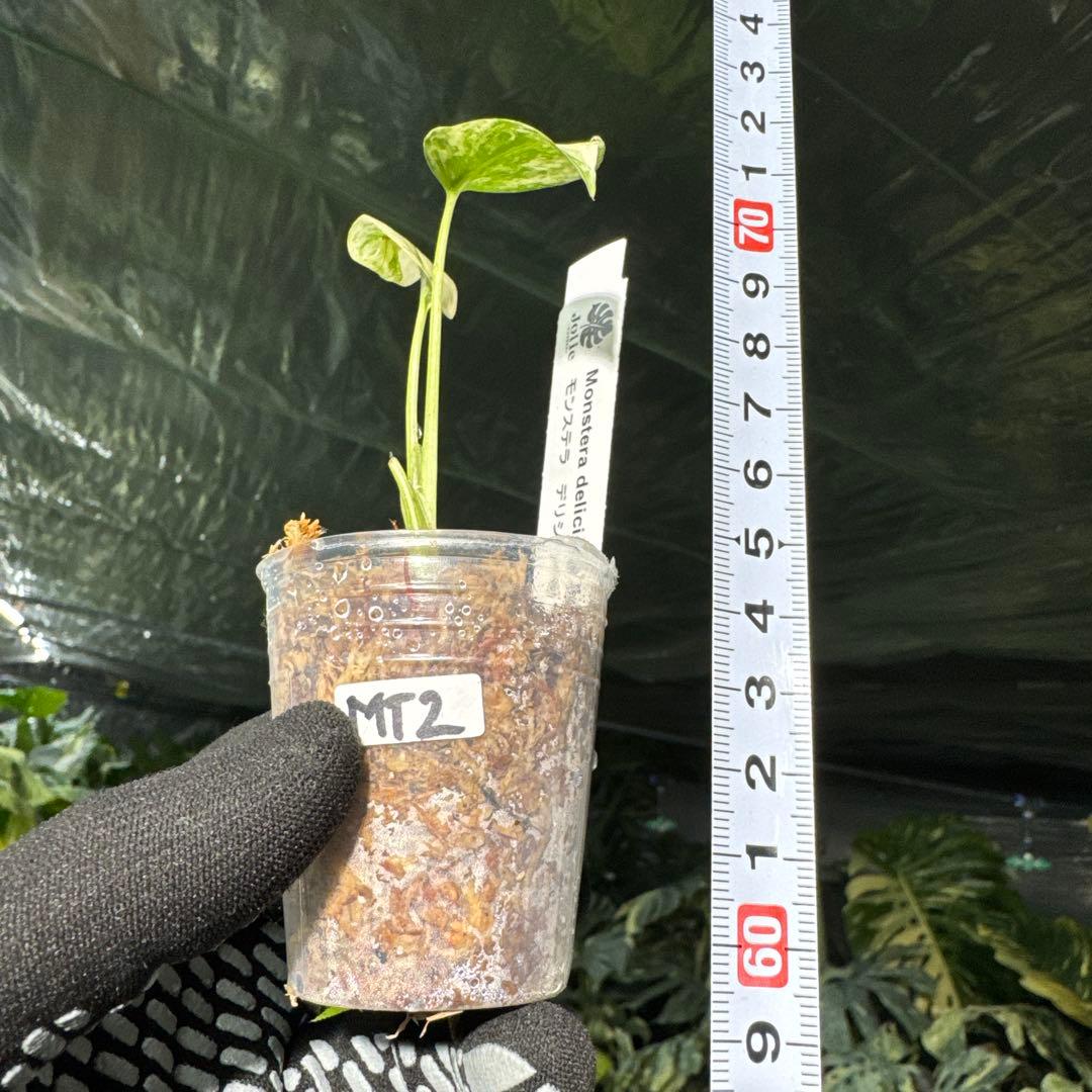 MT2 モンステラ　デリシオーサ　ミント　2寸ポリポット　ネコポス発送