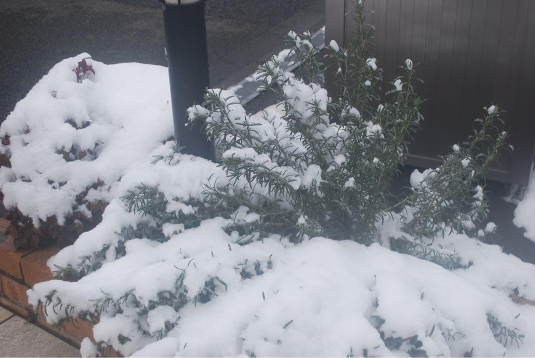 ✨Nikon D40x✨ ダブルレンズセット　一眼レフ　ショット数新品級 エモ写