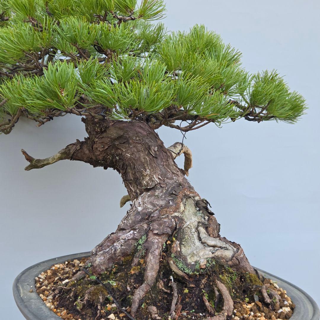 五葉松　[半懸崖]　大品盆栽