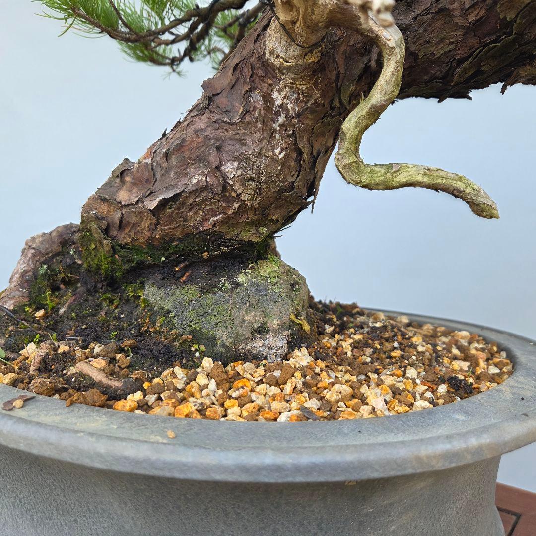 五葉松　[半懸崖]　大品盆栽