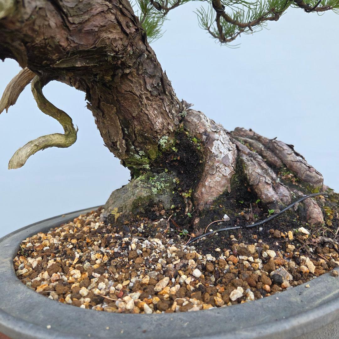 五葉松　[半懸崖]　大品盆栽