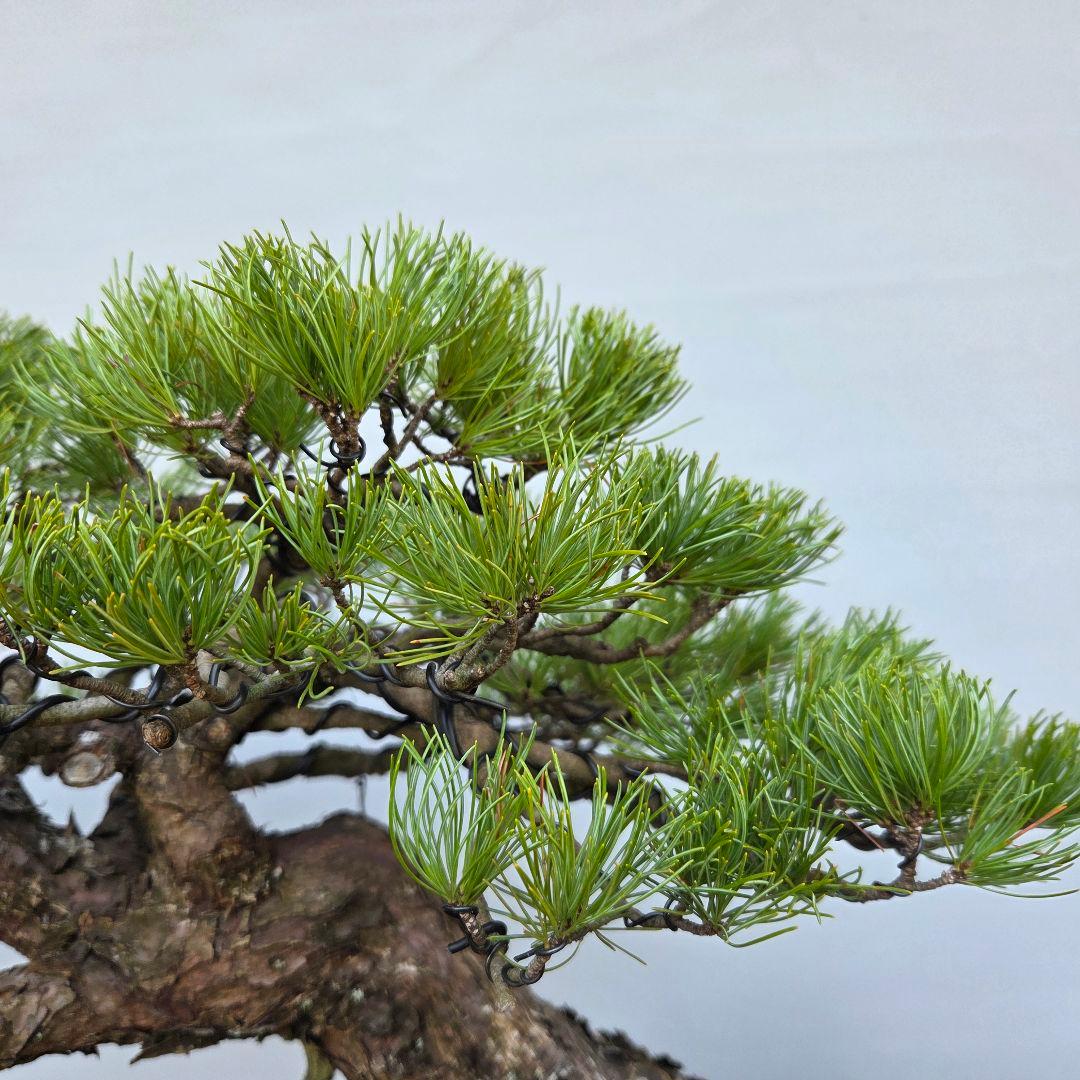 五葉松　[半懸崖]　大品盆栽