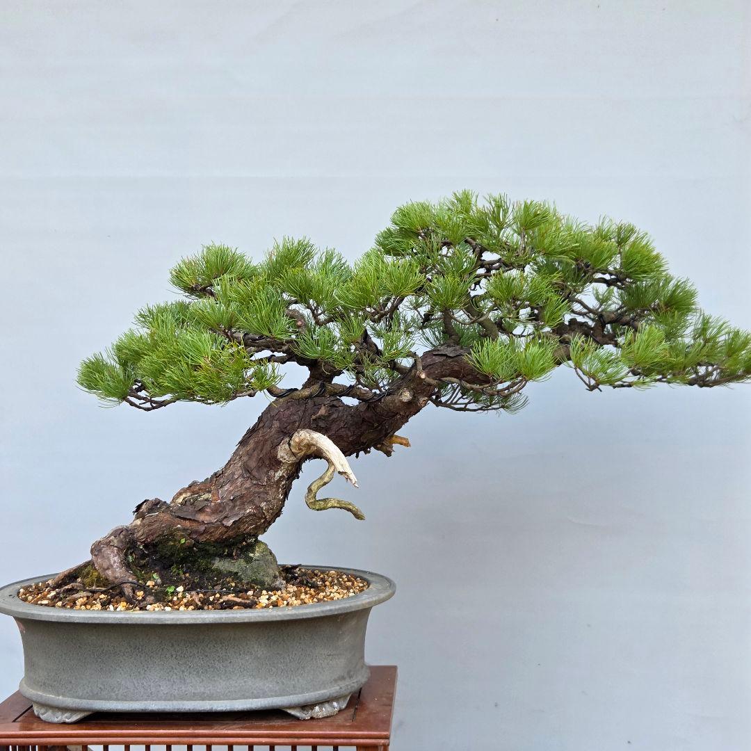 五葉松　[半懸崖]　大品盆栽