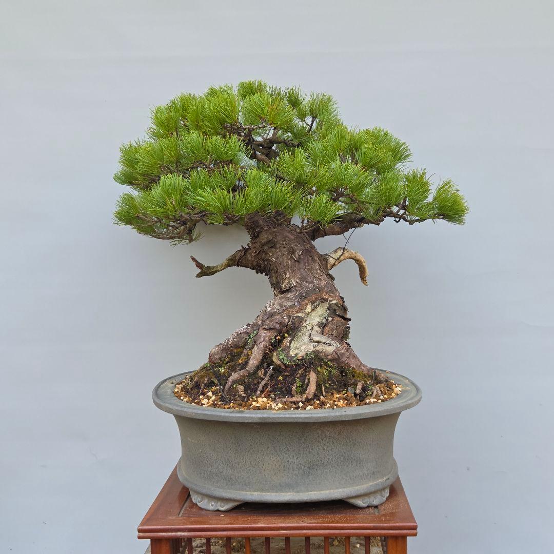 五葉松　[半懸崖]　大品盆栽